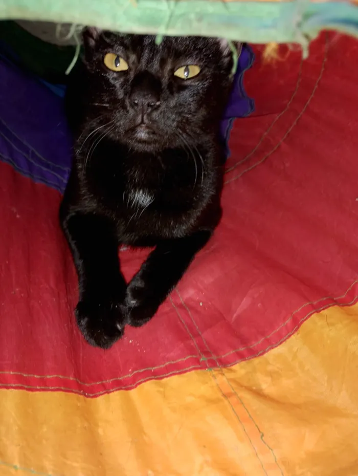 Gato raça SRD-ViraLata idade 2 a 6 meses nome Sem nome