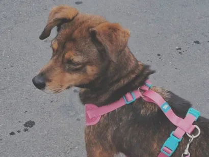 Cachorro raça SRD-ViraLata idade 6 ou mais anos nome Pandora