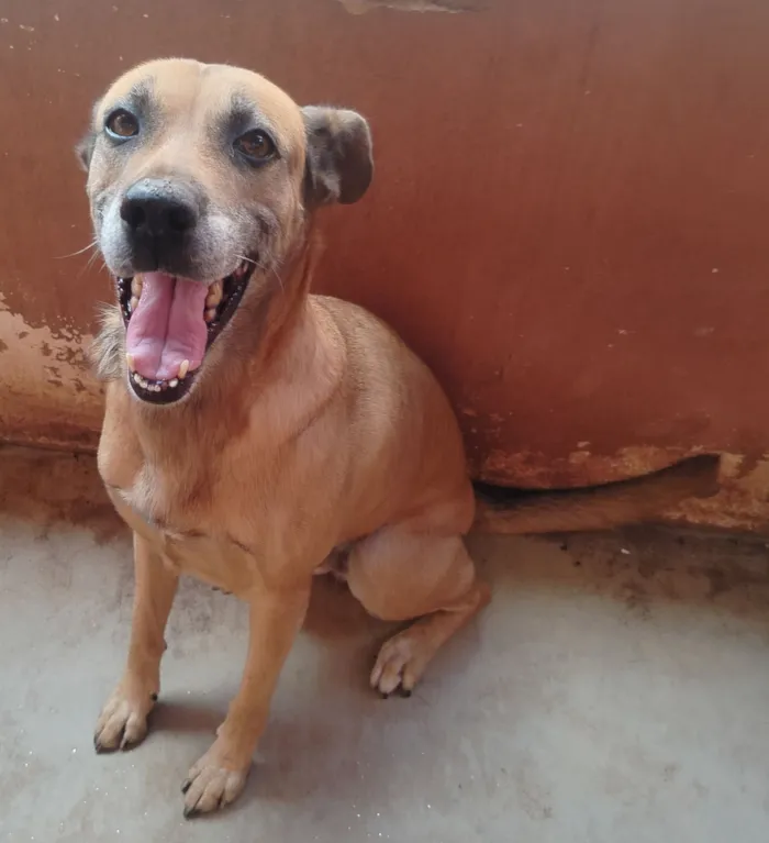 Cachorro raça SRD-ViraLata idade 7 a 11 meses nome Meg
