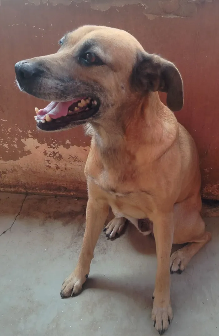 Cachorro raça SRD-ViraLata idade 7 a 11 meses nome Meg