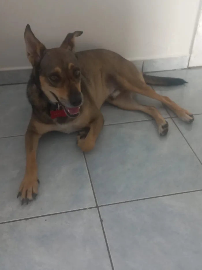 Cachorro raça SRD-ViraLata idade 4 anos nome CHICO