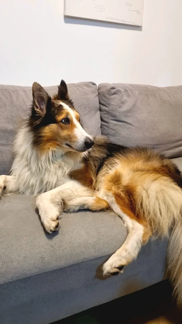 Cachorro raça Sheepdog idade 4 anos nome Bento