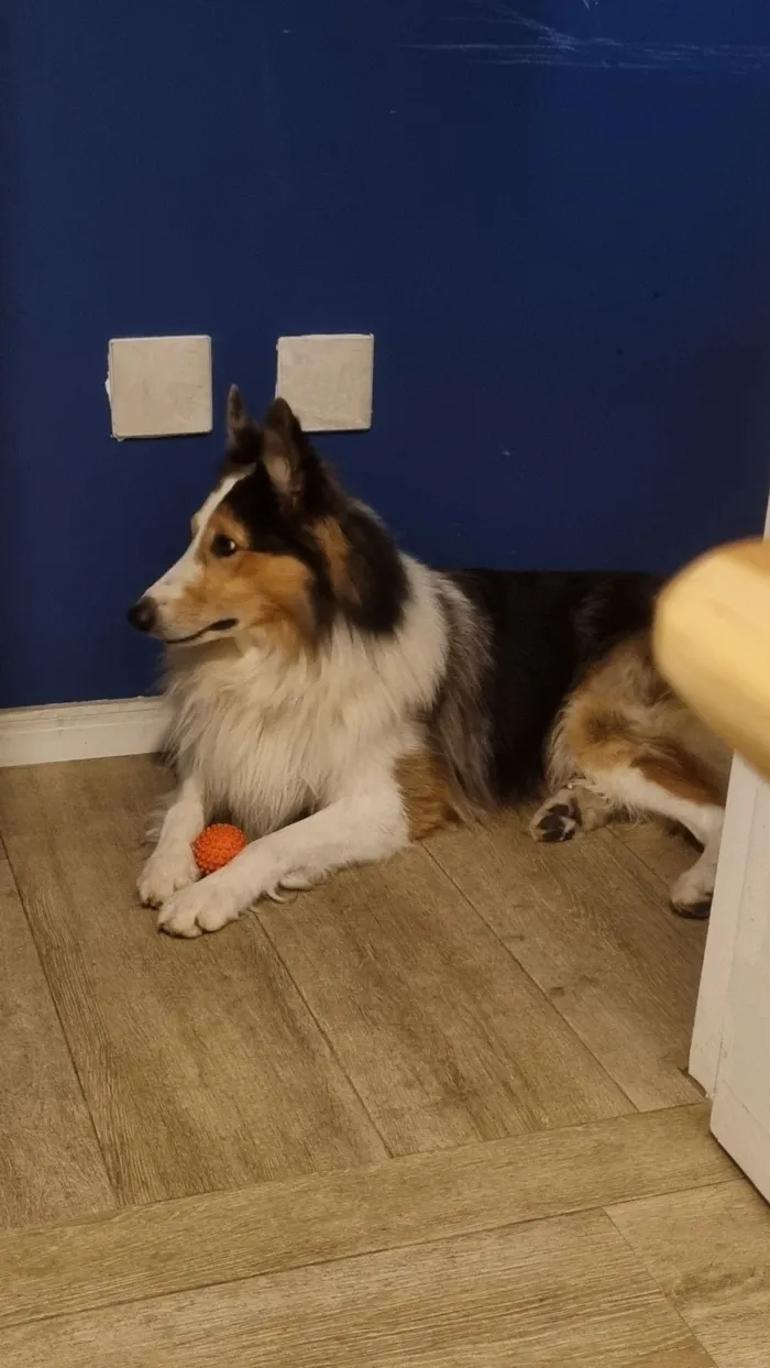 Cachorro raça Sheepdog idade 4 anos nome Bento