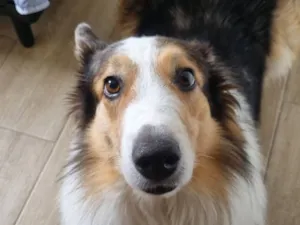 Cachorro raça Sheepdog idade 4 anos nome Bento