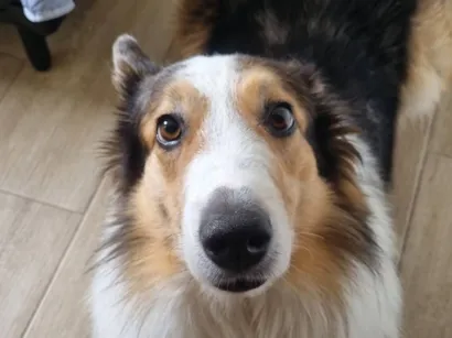 Cachorro raça Sheepdog idade 4 anos nome Bento