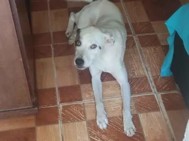 Cachorro raça SRD-ViraLata idade 1 ano nome Marley