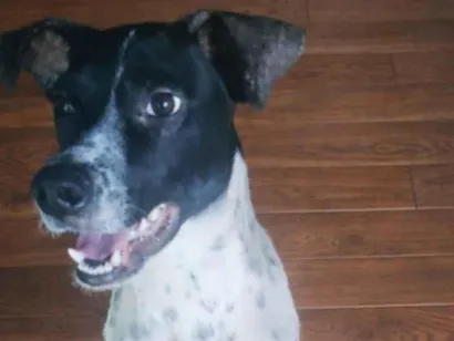 Cachorro raça SRD-ViraLata idade 7 a 11 meses nome FLOQUINHO