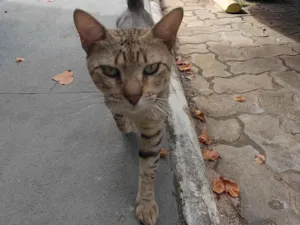Gato raça SRD-ViraLata idade 2 a 6 meses nome Gatinho abandonado, 6 meses, super dócil, FIV-FeLV negativo