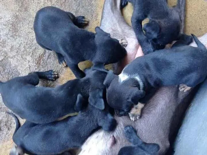 Cachorro raça Pit-Bull idade 2 a 6 meses nome Todos eles 