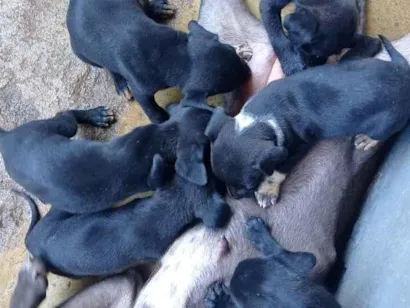 Cachorro raça Pit-Bull idade 2 a 6 meses nome São todos