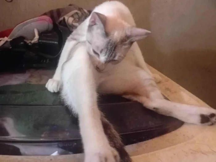 Gato raça SRD-ViraLata idade 2 anos nome Branquinha 
