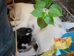 Gato raça SRD-ViraLata idade 7 a 11 meses nome Ronaldo Carvalho