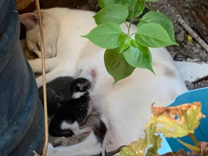 Gato raça SRD-ViraLata idade 7 a 11 meses nome Ronaldo Carvalho