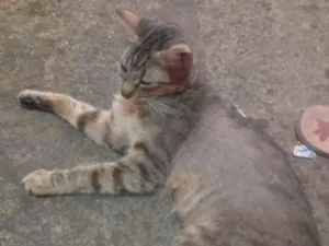 Gato raça SRD-ViraLata idade 2 anos nome Marrie