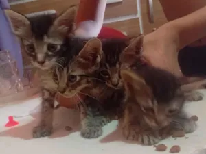 Gato raça SRD-ViraLata idade 2 a 6 meses nome Chico, Bento, duck, mano 