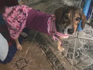 Cachorro raça SRD-ViraLata idade 2 anos nome Lady 