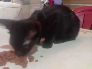 Gato raça SRD-ViraLata idade 2 a 6 meses nome Max 