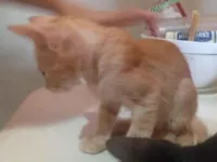 Gato raça SRD-ViraLata idade 2 a 6 meses nome Gold 