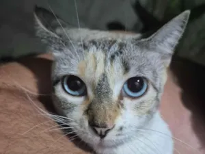 Gato raça SRD-ViraLata idade 2 anos nome Atende por Luna
