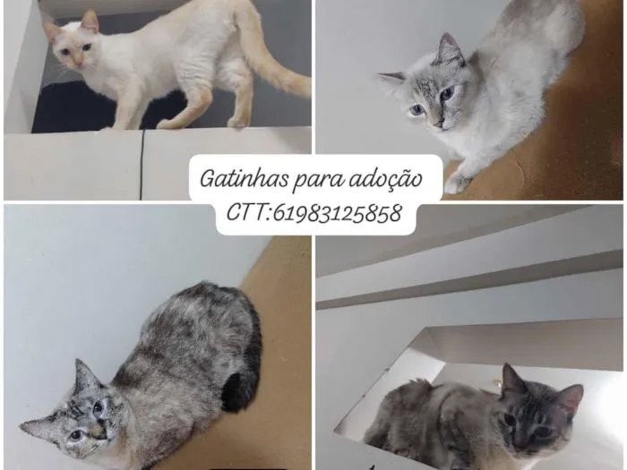 Gato raça SRD-ViraLata idade 4 anos nome Chanin 