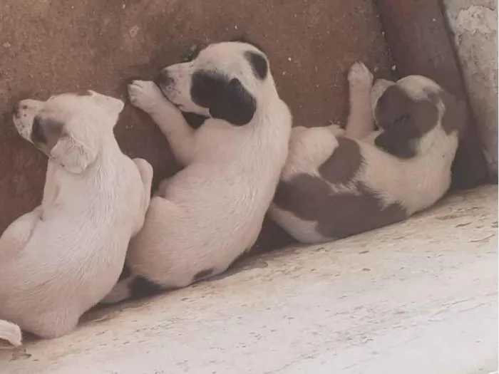 Cachorro raça SRD-ViraLata idade Abaixo de 2 meses nome 4 pets