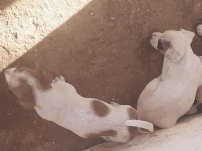 Cachorro raça SRD-ViraLata idade Abaixo de 2 meses nome 4 pets