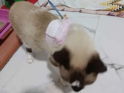 Gato raça Siamês idade 6 ou mais anos nome Teteca