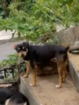 Cachorro raça SRD-ViraLata idade 1 ano nome Trevo