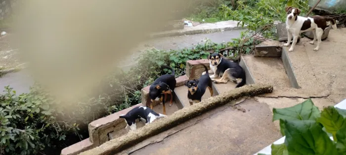 Cachorro raça SRD-ViraLata idade 1 ano nome Trevo