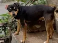 Cachorro raça SRD-ViraLata idade 1 ano nome Trevo
