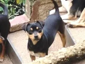Cachorro raça SRD-ViraLata idade 1 ano nome Trevo