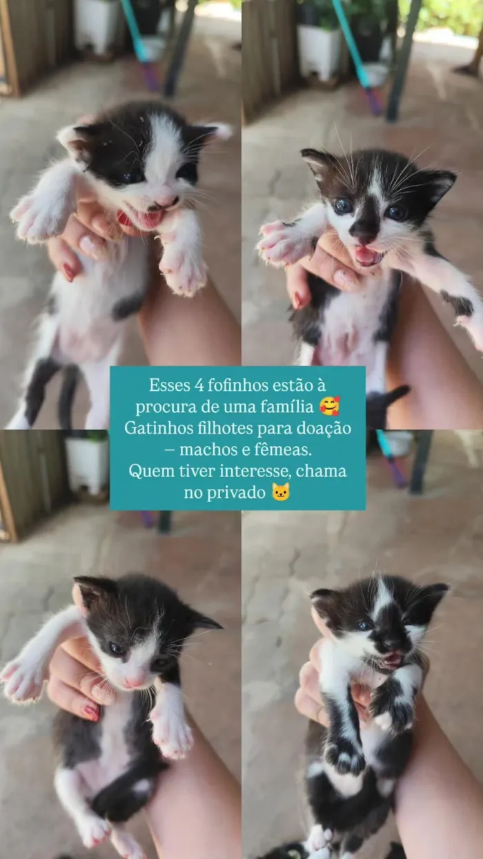 Gato raça SRD-ViraLata idade 2 a 6 meses nome Sem nome 
