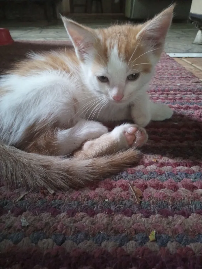 Gato raça SRD-ViraLata idade Abaixo de 2 meses nome Panqueca 