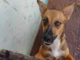 Cachorro raça SRD-ViraLata idade 7 a 11 meses nome Mel 