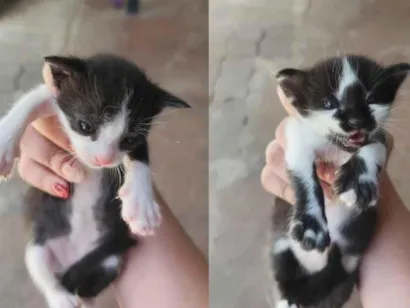 Gato raça SRD-ViraLata idade 2 a 6 meses nome Sem nome 