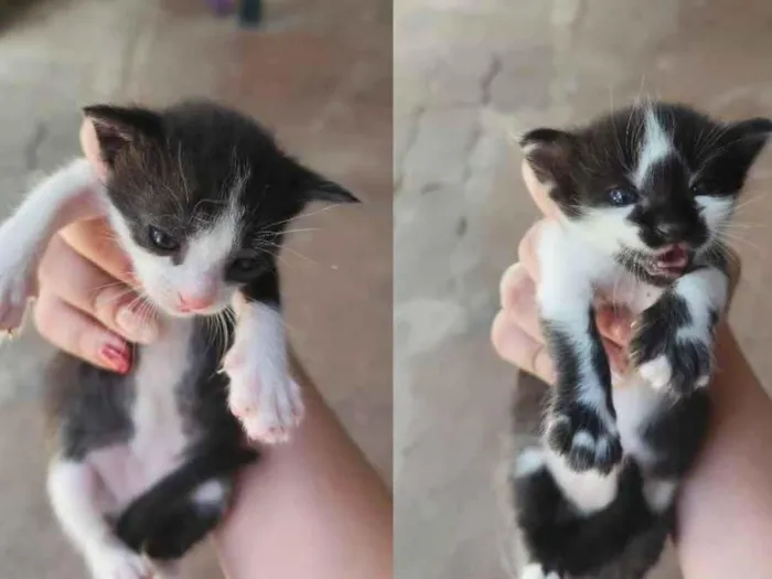 Gato raça SRD-ViraLata idade 2 a 6 meses nome Sem nome 