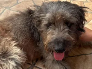 Cachorro raça SRD-ViraLata idade 6 ou mais anos nome Sem nome 