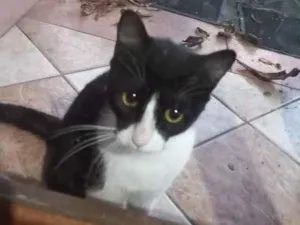 Gato raça SRD-ViraLata idade 2 a 6 meses nome Gato 