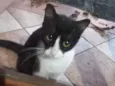 Gato raça SRD-ViraLata idade 2 a 6 meses nome Gato 