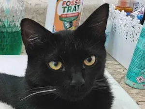 Gato raça SRD-ViraLata idade 7 a 11 meses nome Café