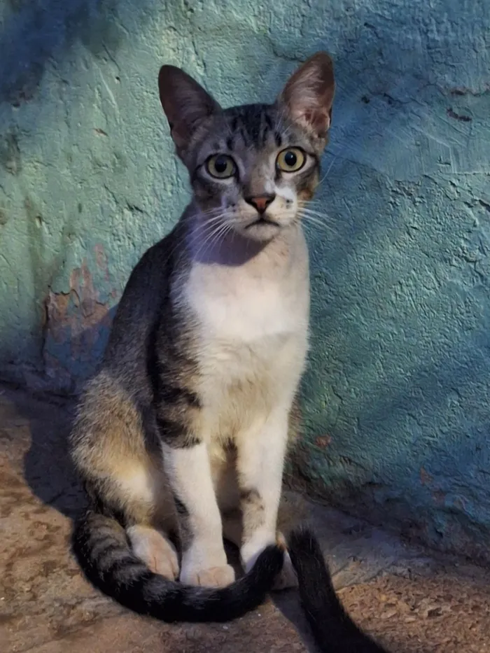 Gato raça SRD-ViraLata idade 1 ano nome Sem nome