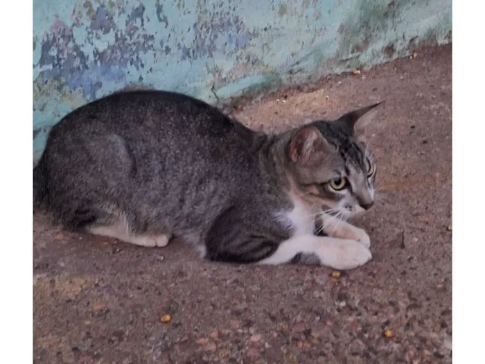 Gato raça SRD-ViraLata idade 1 ano nome Sem nome