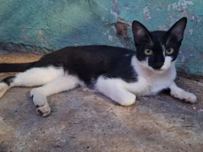 Gato raça SRD-ViraLata idade 1 ano nome Sem nome