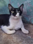 Gato raça SRD-ViraLata idade 1 ano nome Sem nome