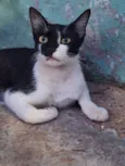 Gato raça SRD-ViraLata idade 1 ano nome Sem nome