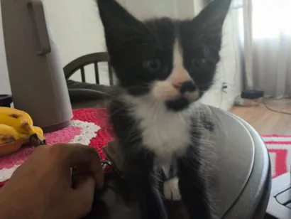 Gato raça SRD-ViraLata idade 2 a 6 meses nome Mikasa