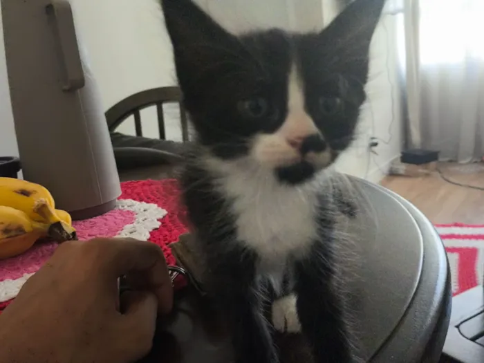 Gato raça SRD-ViraLata idade 2 a 6 meses nome Mikasa