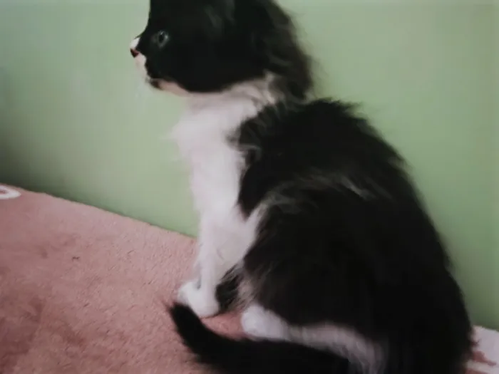 Gato raça SRD-ViraLata idade 2 a 6 meses nome Hange