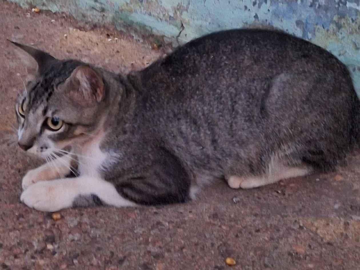 Gato raça SRD-ViraLata idade 1 ano nome Sem nome