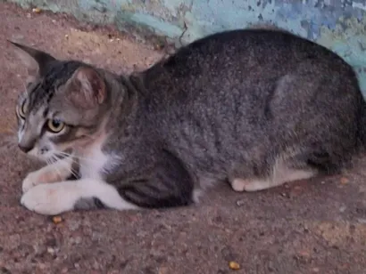 Gato raça SRD-ViraLata idade 1 ano nome Sem nome